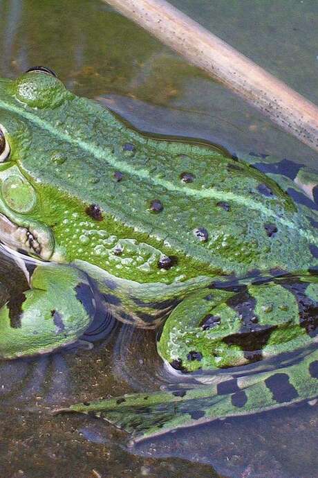 Animation "Fréquence grenouille"