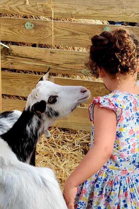 Visite de la ferme des chèvres angora