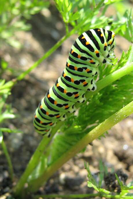 Animation nature "Les alliés secrets du jardin"