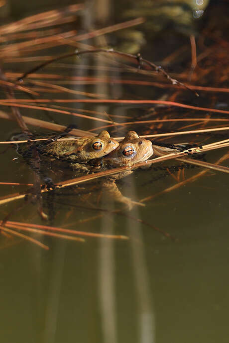 Sortie nature "Les amphibiens"