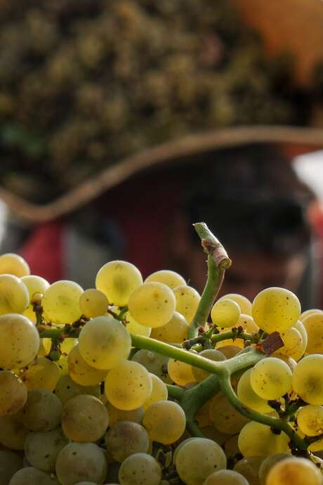 Mes vendanges en Bourgogne Mes vendanges en Bourgogne