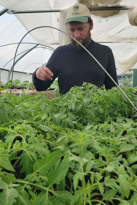 Vente de plants de légumes