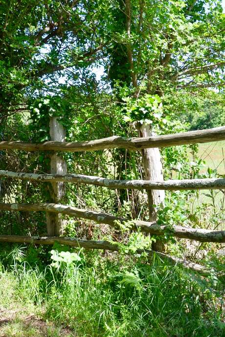 Balade nature : Balade commentée dans les marais de la Gripperie St-Symphorien