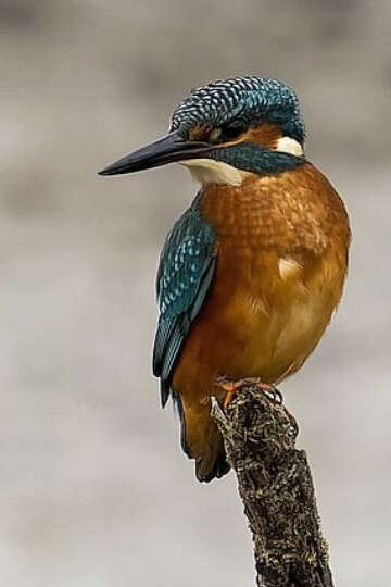 Les oiseaux d'eau hivernants du marais de Lavours