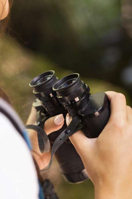 Eurobirdwatch, les oiseaux en migration