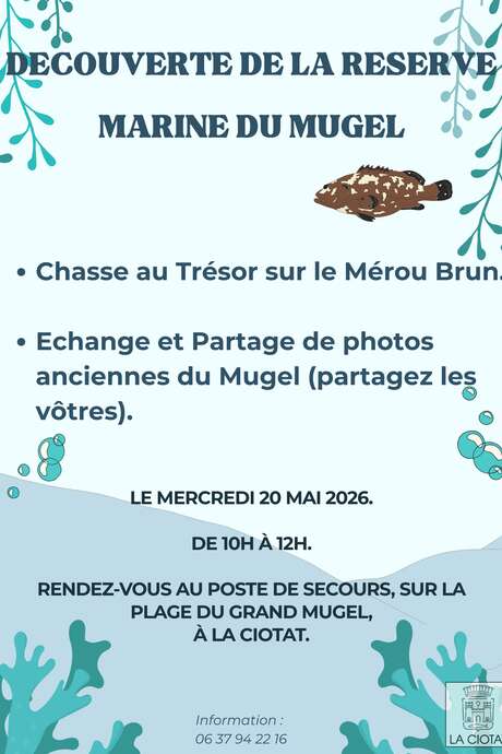 Chasse au trésor sur le mérou brun