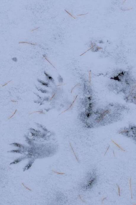 Atelier traces du Parc national des Ecrins