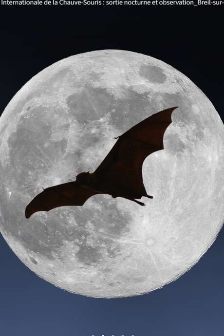 Internationale Nacht der Fledermaus: Beobachtung und Märchen auf Wanderschaft