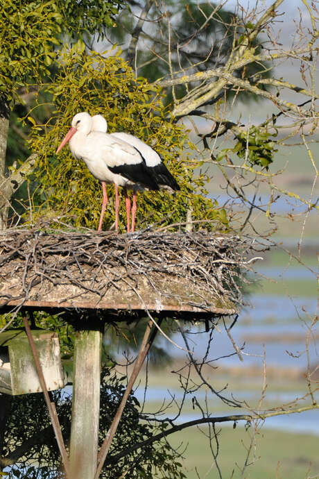 Fête de la nature et du bien-être