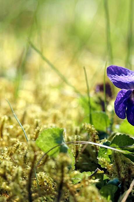 Sortie plantes sauvages et comestibles