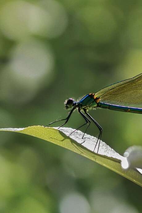 Sortie à la découverte des libellules et Cie