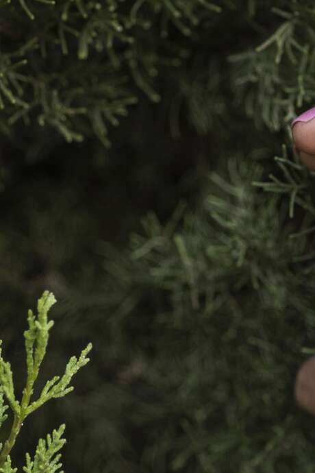 Ein Weihnachten in den Bergen - Verkauf von Tannenbäumen