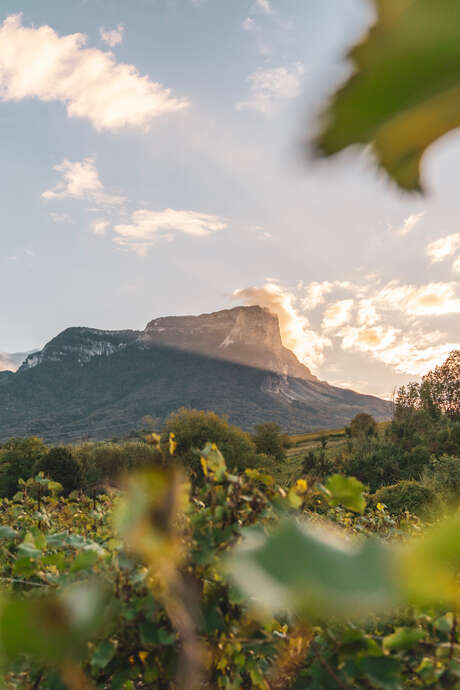 Vignobles en Scène ! les journées Vignobles & Découvertes en Coeur de Savoie et Chambéry Montagnes
