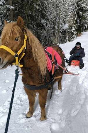 Luge poney