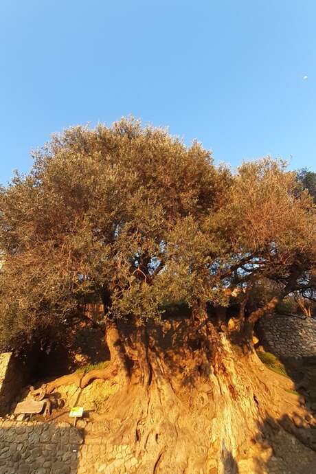 92nd Fête du Citron® - Guided tour: From castle to olive tree