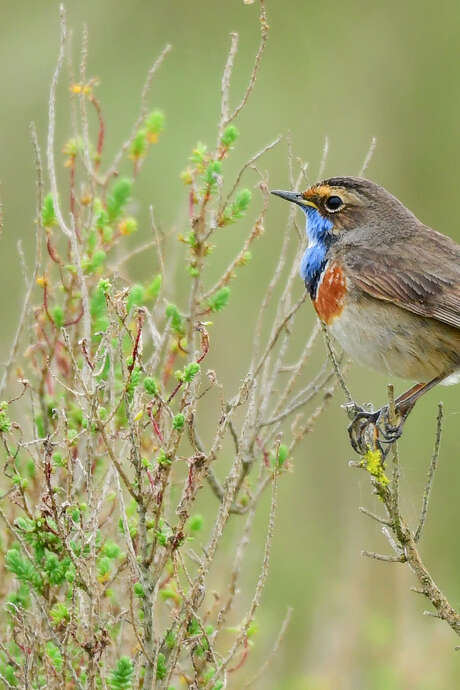 Springtime of the Bluebirds