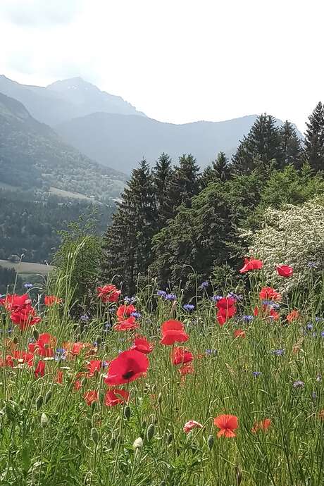 Cycle : Se soigner avec les plantes