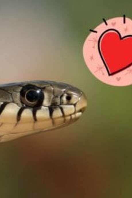 Atelier : Ssssserpent ! (4-7 ans) - Maison du Marais de Lavours