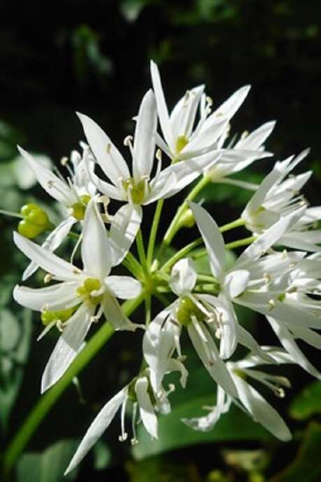 Balade découverte des plantes sauvages au fil des saisons