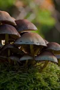 Balade mycologique - Découverte des champignons