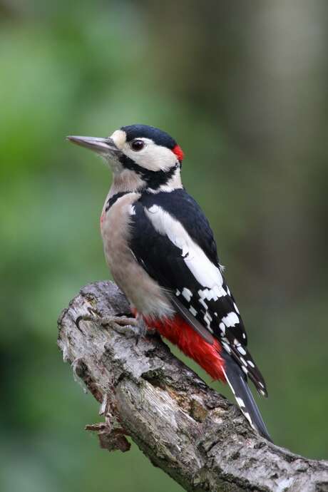 Ausflug zur Entdeckung der Vögel im La Forêt Park