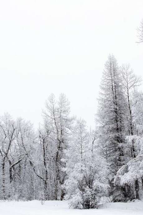 Ciné Vallouise : Les arbres, gardiens de la vie