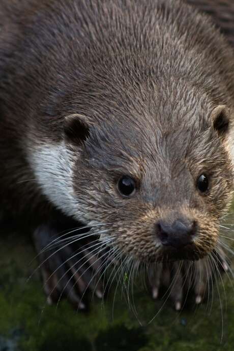 La loutre… en toute intimité ! La loutre… en toute intimité !