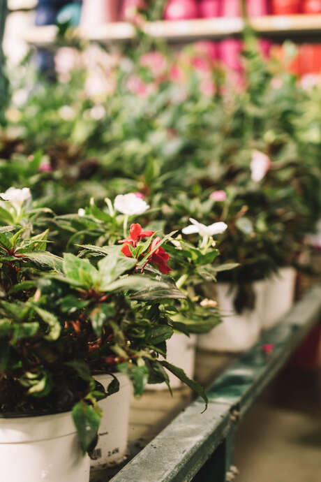 Grafiteria, marché de plantes et arbres gratuits