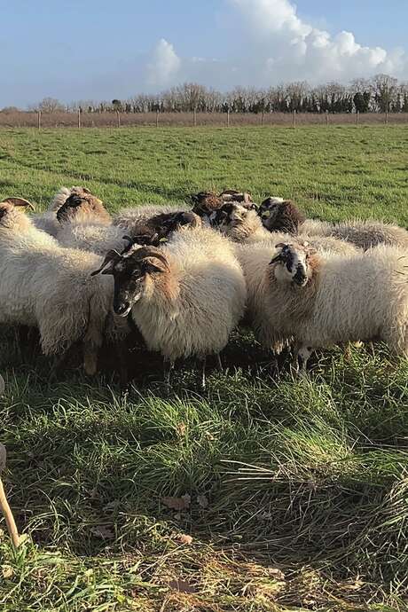 Visite guidée : Un troupeau insolite ; Rencontre avec un berger maritime