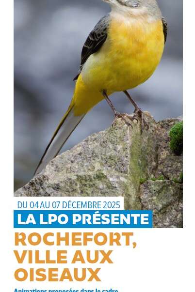 Rochefort, town of birds