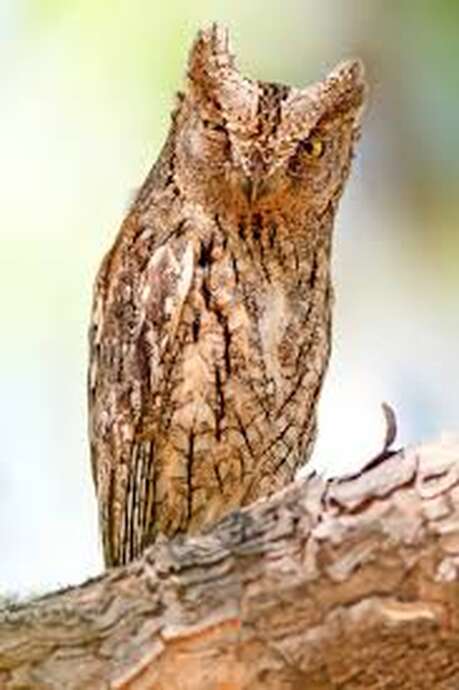 Sortie nature : A la rencontre du hibou petit duc