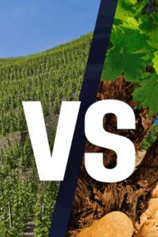 Wine School Workshop - Rhône Valley vineyards: North / South battle