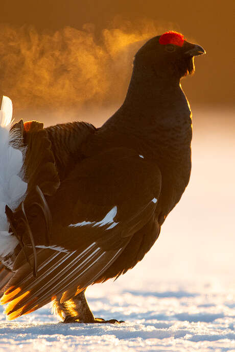 Escape Game : "Sauvez le Tétras"