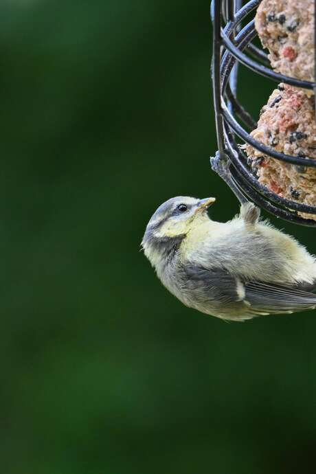 Aider les oiseaux à traverser l’hiver
