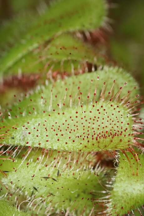 Animation enfant 7-13 ans aux marais de Lavours - Les Plantes carnivores