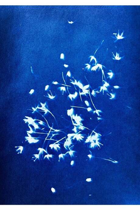Cyanotype