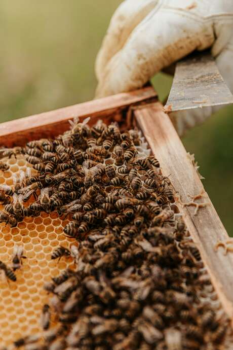 A la rencontre d'une apicultrice dans sa miellerie