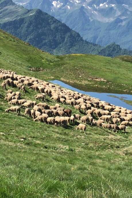Fête de la transhumance et du Pastoralisme