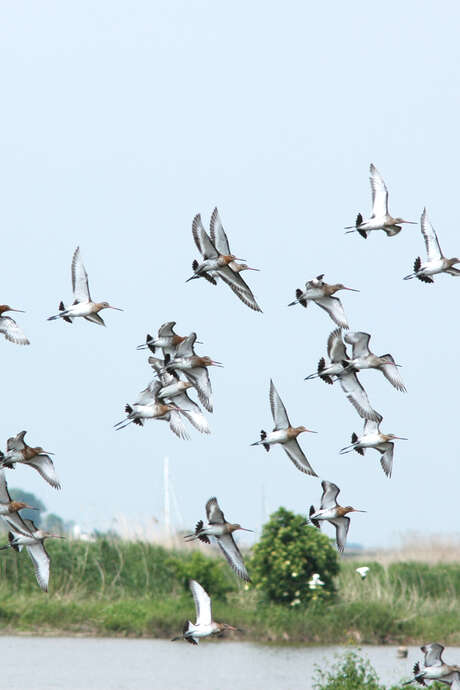 Special birds outing at the lagoon station of Rochefort