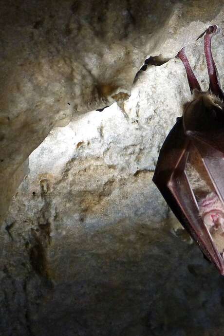 Nuit Internationale de la Chauve-Souris : Soirée Grands Rhinolophes