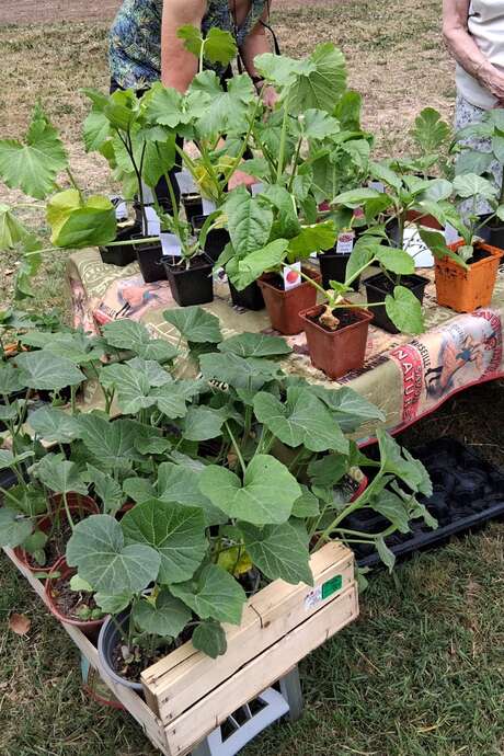 Bourses aux plantes