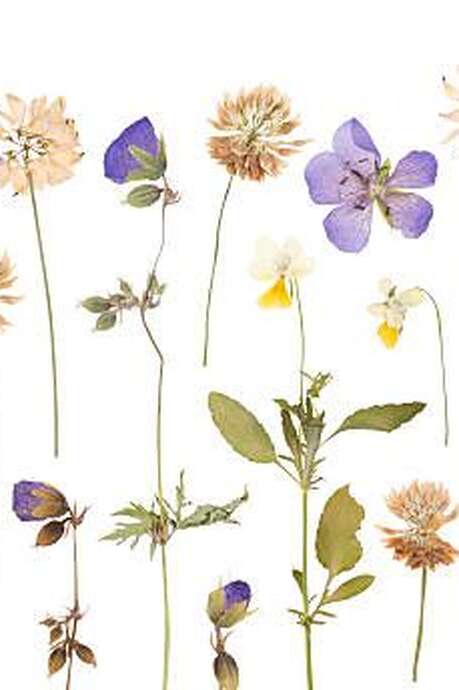 My first herbarium (ages 4–7) – Maison du Marais de Lavours