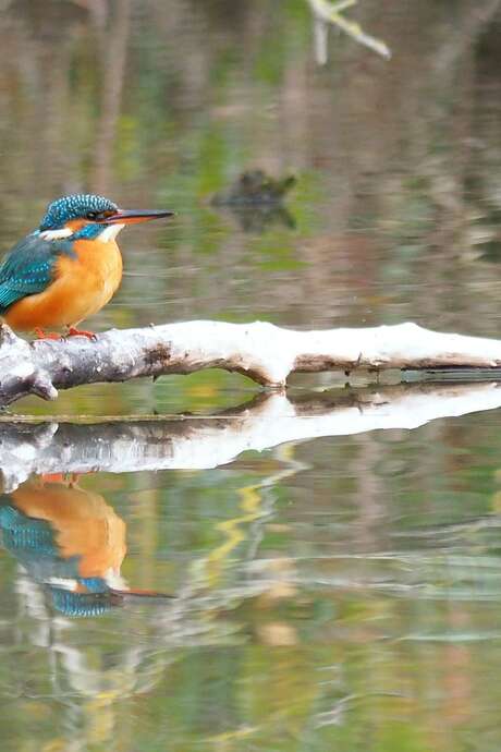 Atelier 4-7 ans au Marais de Lavours : Le martin-pêcheur, la flèche bleue