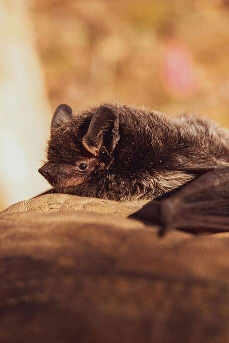 Les chauves-souris, des animaux incroyables
