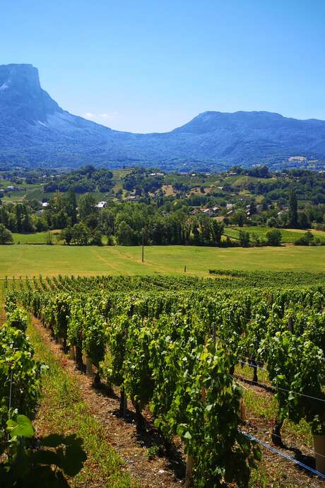Apéro'vignes au Domaine des Granges Longes