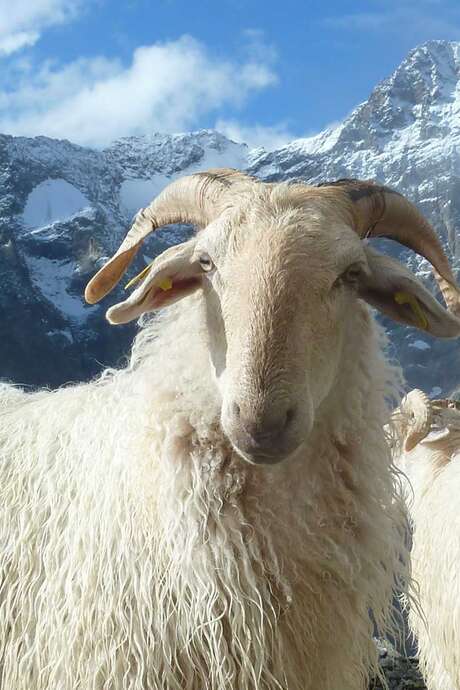 Shepherds' feast of Saint Roch