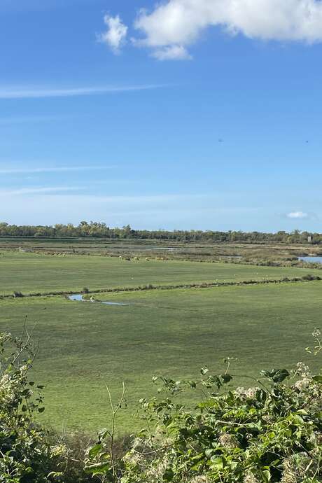 Hiking in the King's Marsh