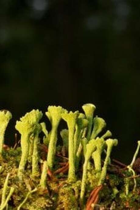 Stage Naturaliste : Lichens - Maison du Marais
