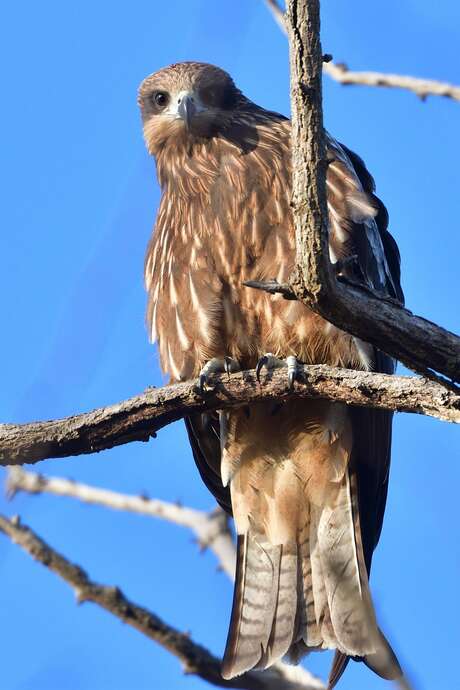 Rapaces, rois des airs