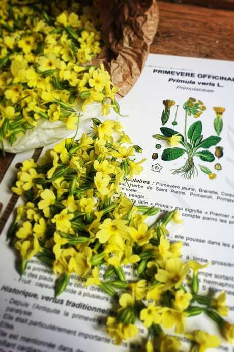 Escursione Piante selvatiche e medicinali